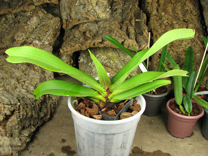 Rhynchostylis gigantea spot.jpg