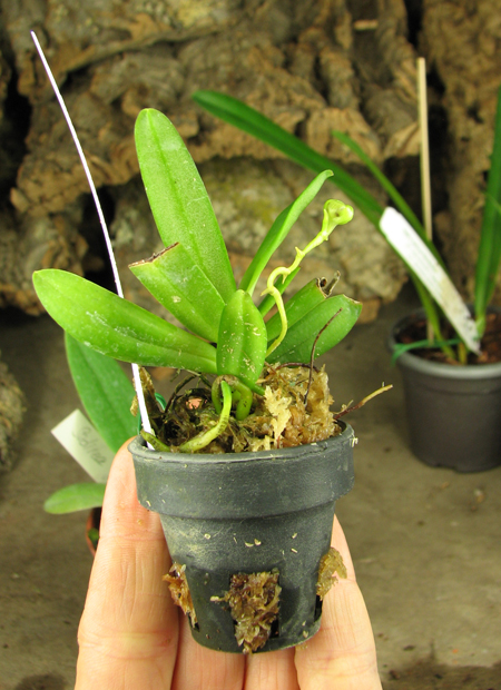 Haraella retrocalla.jpg