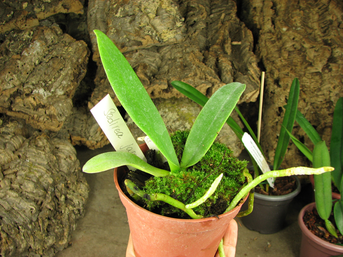 Sedirea japonica.jpg