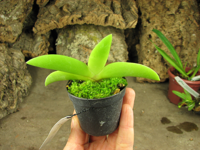 Angraecum leonis.jpg