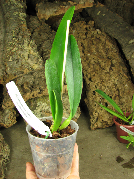 Cattleya schroderae 'Newberry' x '#2'.jpg