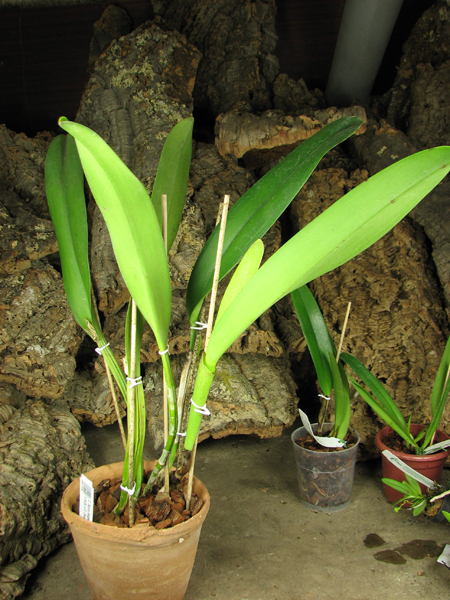 Cattleya Soror Angelica.jpg