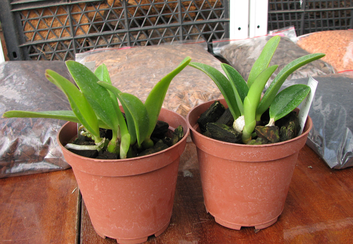 Laelia alaorii x praestans.jpg
