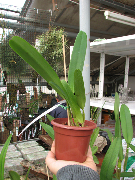 Cattleya schroderae 'Newberry' x '#2'.jpg
