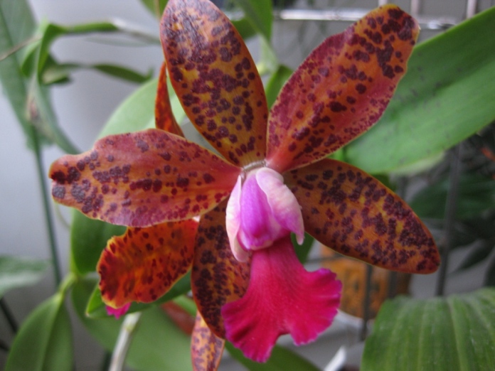 Катлея персиоцилла