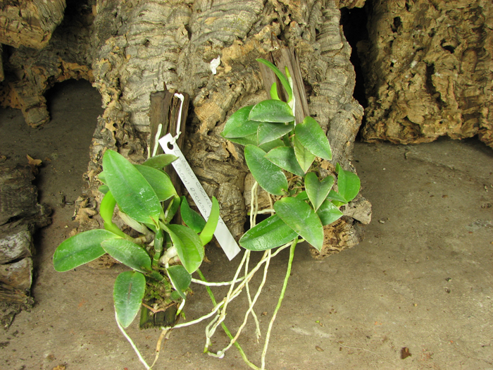 Laelia alaori escura II x Laelia alaori escura I.jpg