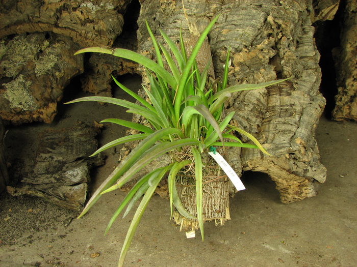Oncidium (Tolumnia) Jairak Hybrids.jpg