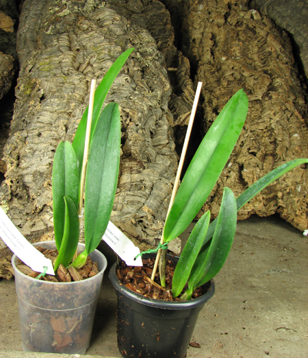 Cattleya schroderae 'Newberry' x '#2'.jpg