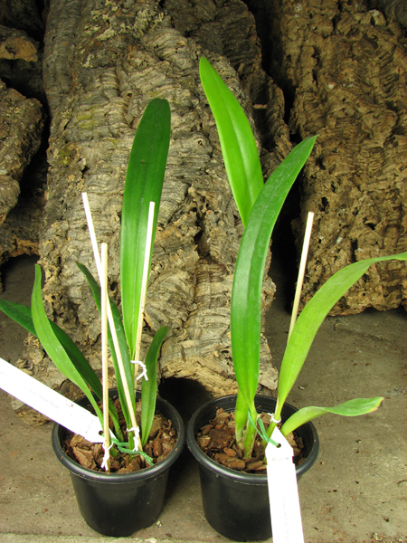 Laeliocattleya Carolina Wren 'Walter Smith'.jpg