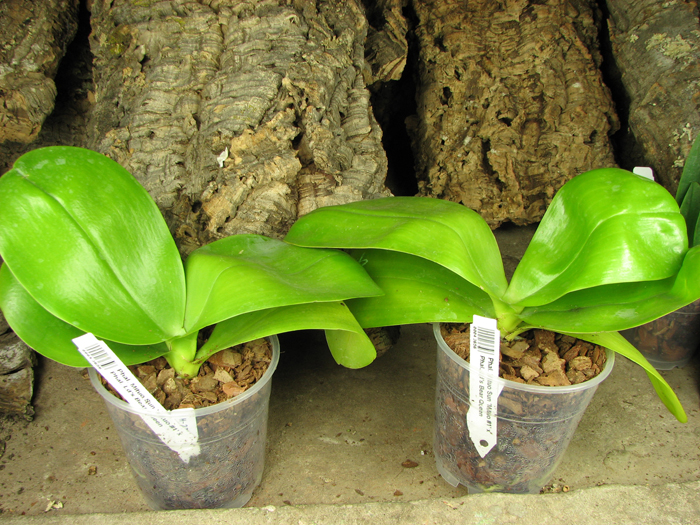 Phalaenopsis Mituo Sun 'Mituo #1' x Phalaenopsis Ld's Bear Queen.jpg