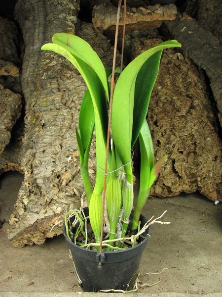 Brassolaeliocattleya Chia Lin 'New City' (Oconee x Maitland).jpg