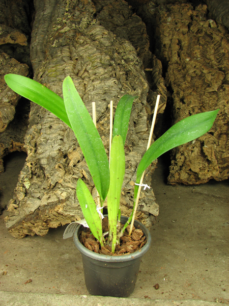Brassolaeliocattleya Keowee 'Mendenhall'.JPG
