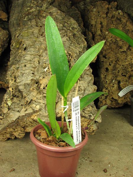 Brassocattleya Hippodamia 'Kelvin Lucky' (Brassavola nodosa x Cattleya aclandiae).jpg