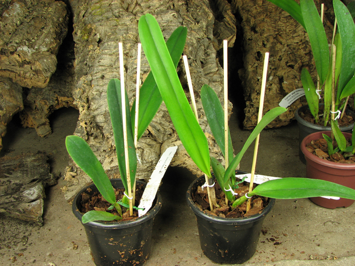 Cattleya dowiana 'Makuu' x self.jpg
