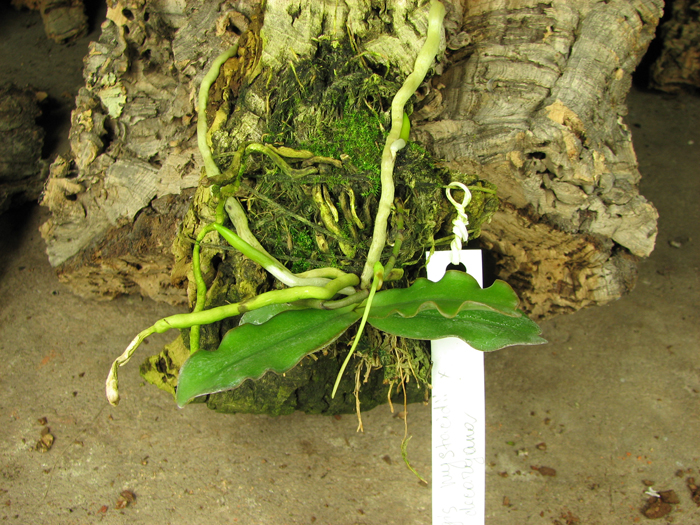 Aerangis mystacidii x decaryana.jpg