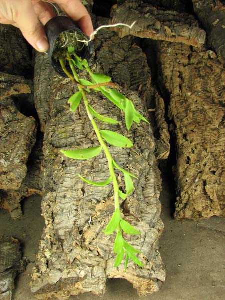 Dendrobium pierardii.jpg