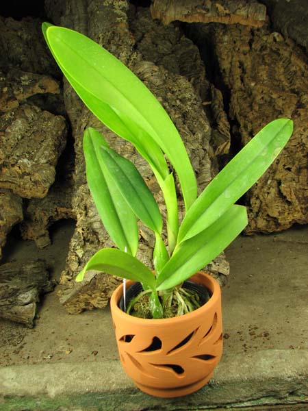 Lc Ballet Folklorico 'Eloquence'.jpg