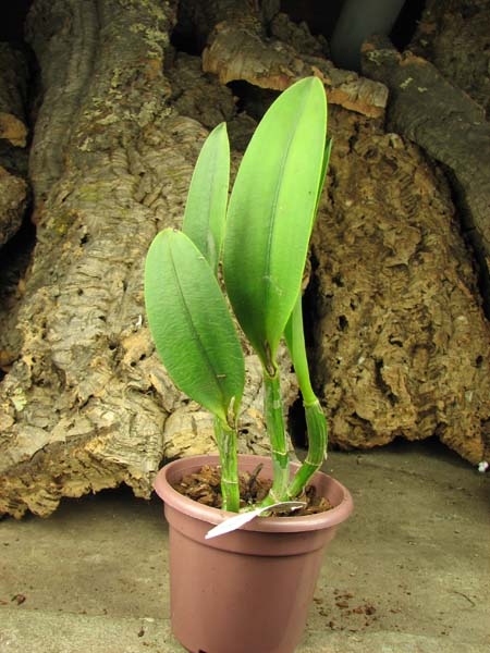 Laeliocattleya Hwa Yuan Angel 'Little Beauty'.jpg