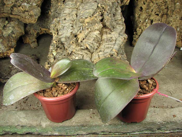 Phalaenopsis Penang x Phalaenopsis gigantea.jpg