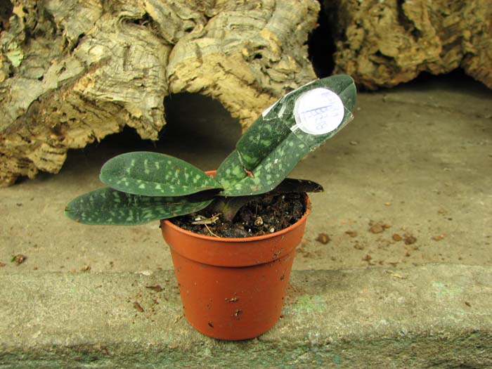 Paphiopedilum thaianum.jpg