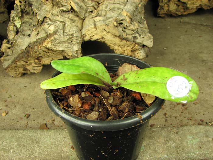 Paphiopedilum Hung Sheng Ruby x S Gratrix.jpg