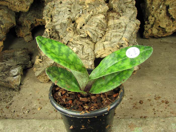 Paphiopedilum Hung Sheng Star x Shin-Yi Apple.jpg