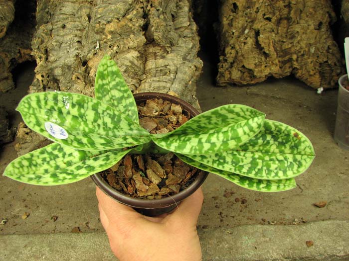 Paphiopedilum curtisii x Shin-Yi Heart.jpg