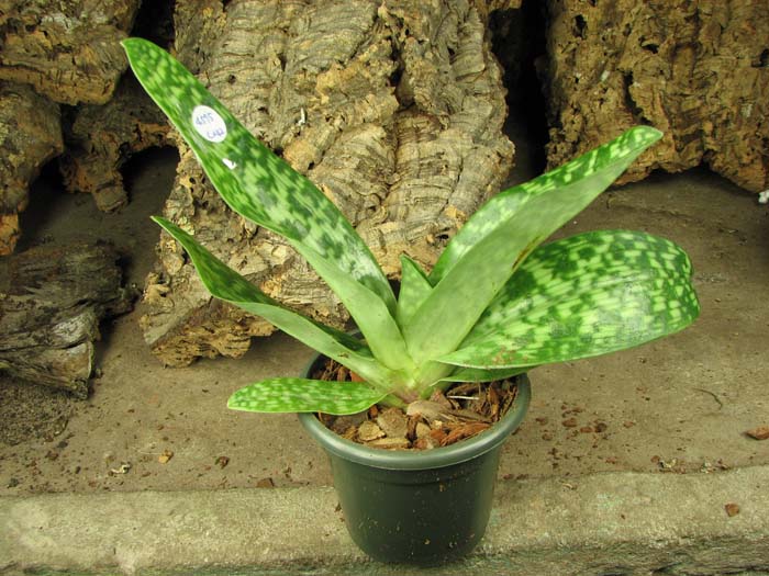 Paphiopedilum Shin-Yi Heart x Hung Sheng Star.jpg