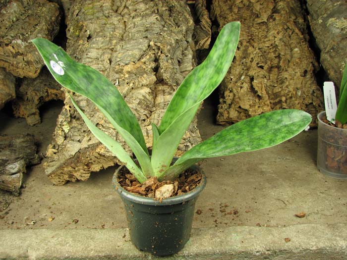 Paphiopedilum Hsinying Web x mastersianum.jpg