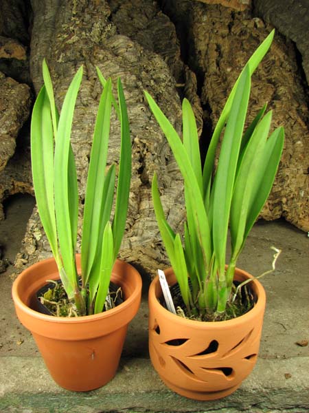 Brassoepilaelia Golden Peacock.jpg