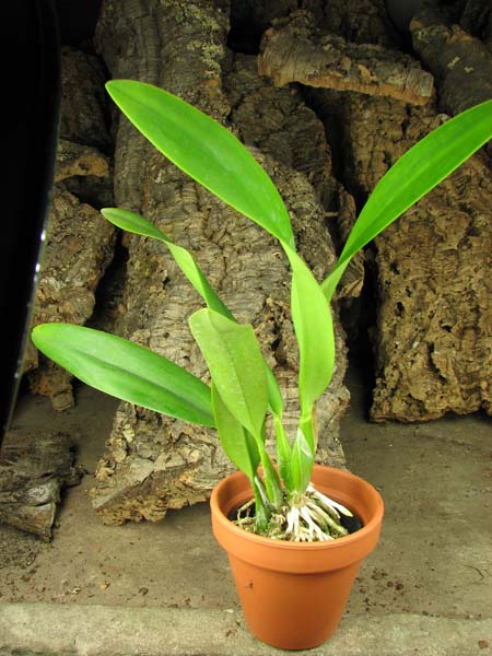 Laeliocattleya Ballet Folklorico 'Eloquence'.jpg