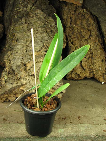 Cattleya mossiae var coerulea.jpg