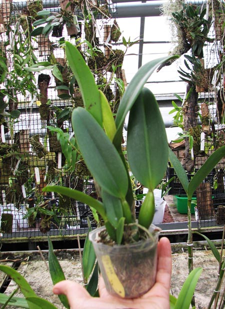 Brassocattleya Chief Pink 'Diana'.jpg