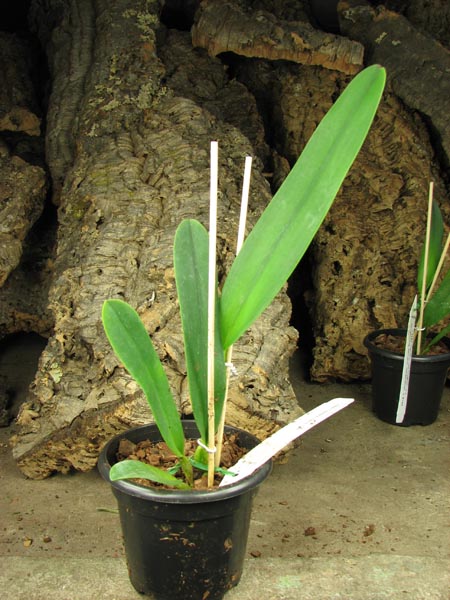 Cattleya dowiana 'Makuu' x self.jpg