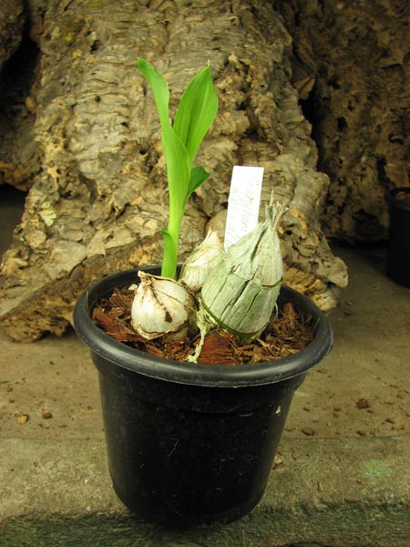 Catasetum pileatum (albo x albo).jpg