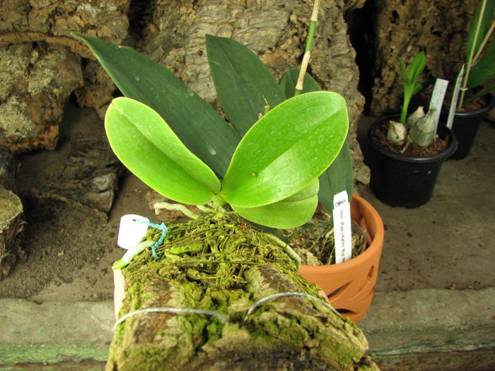 Phalaenopsis pulchra.jpg