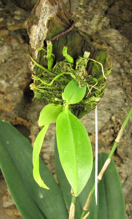 Phalaenopsis modesta.jpg