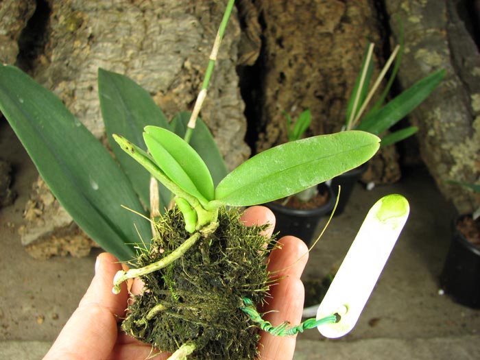 С цветоносом