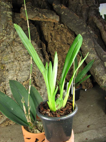 Odontoglossum Geyser Gold 'Okika'.jpg