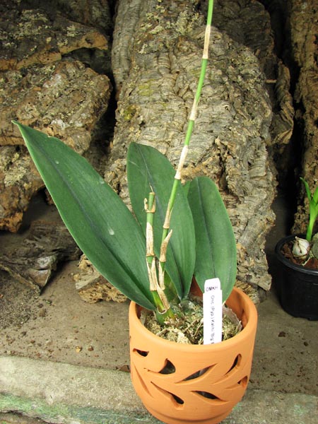 Psychopsis Kalihii 'Big'.jpg