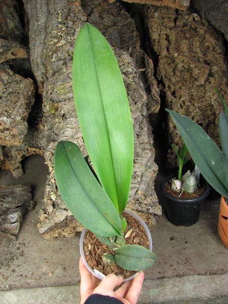 Psychopsis Mariposa 'Green Valley'.jpg