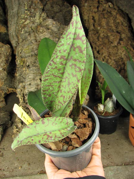 Psychopsis Mendenhall 'Hildos'.jpg