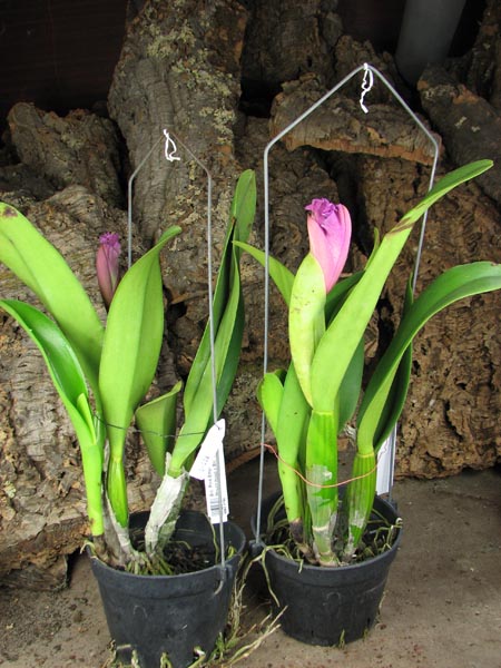 Brassolaeliocattleya Pink Empress 'Ju-Sen'.jpg