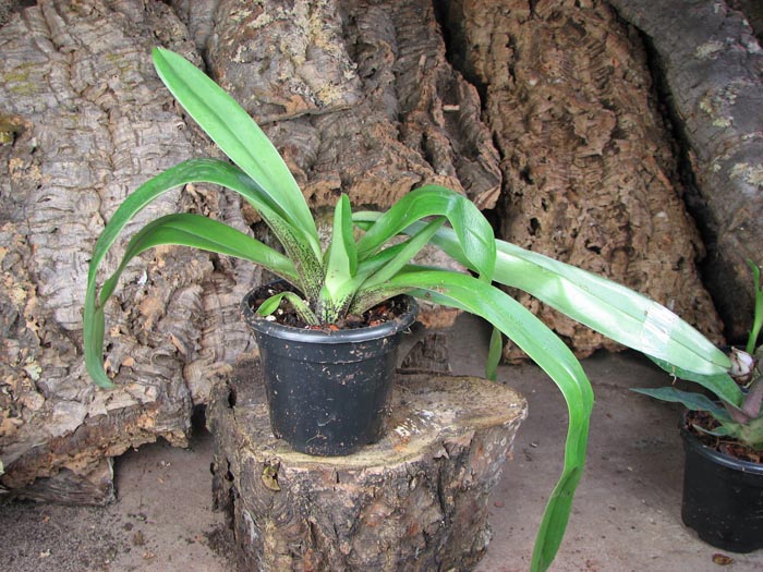 Paphiopedilum Olympian Yard x spicerianum 'Mjao Hua'.jpg