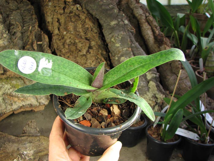 Paphiopedilum malipoense 'Bear-11b' x fairrieanum.jpg
