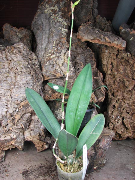 Psychopsis Kalihii 'Big'.jpg