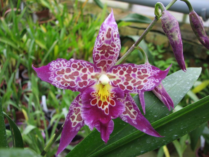 Beallara Patricia McCully 'Pacific Matriarch'.jpg