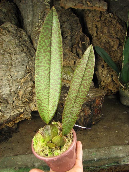 Psychopsis versteegianum.jpg