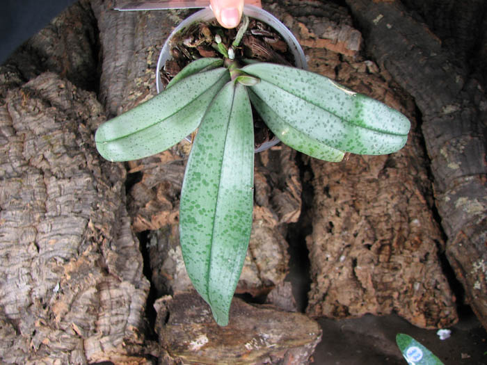 Phalaenopsis gigantea x lindenii.jpg