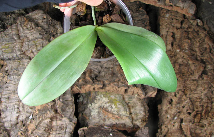 Phalaenopsis gigantea x mariae.jpg